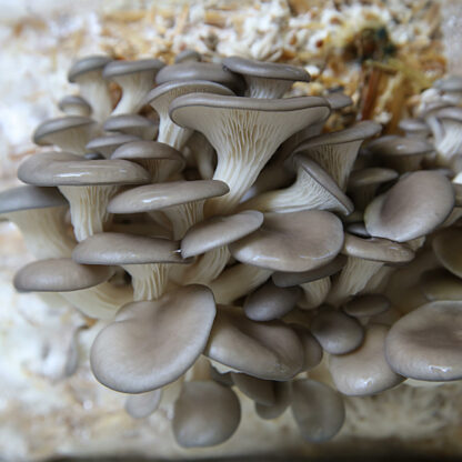 Lost in the Ozarks Oyster Mushrooms