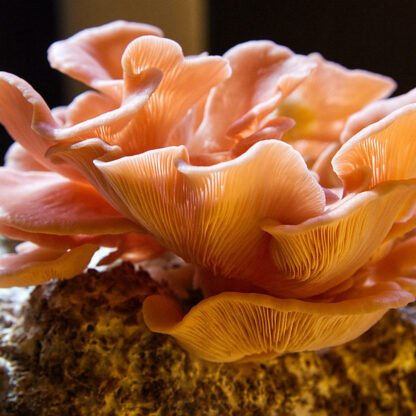 Pink Oyster Mushrooms