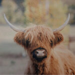 highland cow