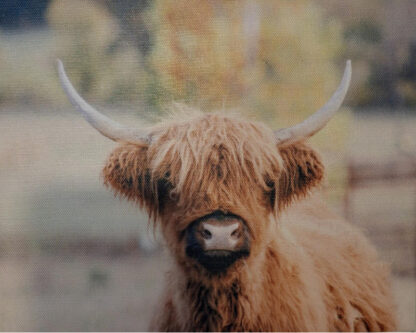 highland cow