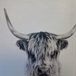 highland cow black and white