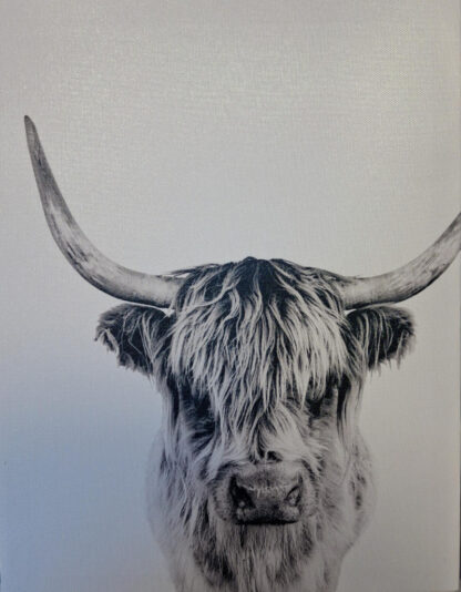 highland cow black and white