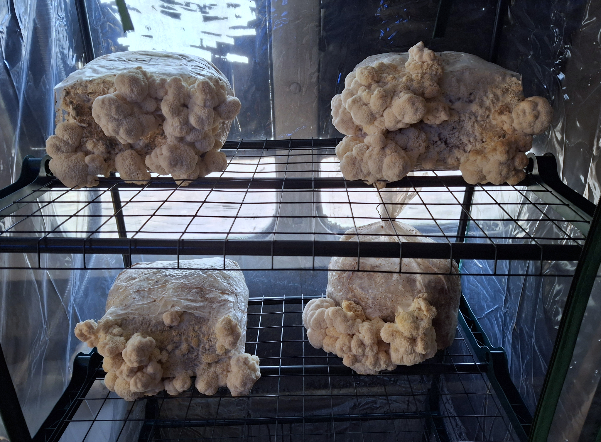 Lion’s Mane Mushrooms – Dehydrated 2 oz - Image 3